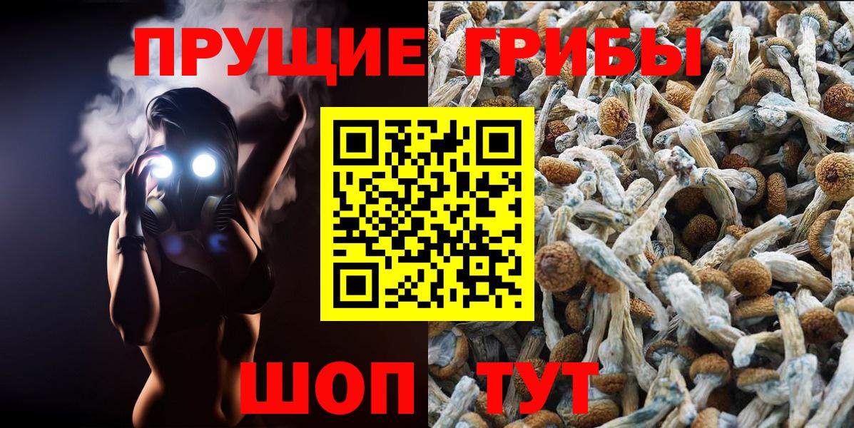 Калач-на-Дону  даркнет сайт  Вход с VPN  Галлюциногенные грибы Psilocybe 
